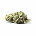 Acapulco Punch Strain