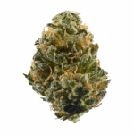 Aceh Strain
