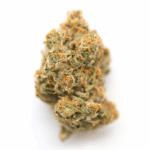 Acia Strain