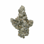 Ambrosia (Maven) Strain