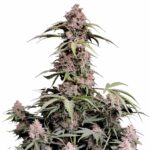 Amnesia Zkittlez Auto Strain