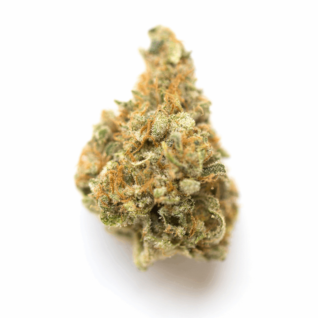 Anarchist Cookbook Strain