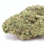 Animal Face Strain