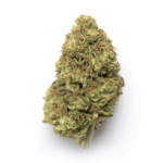 Apple Sherbet Strain