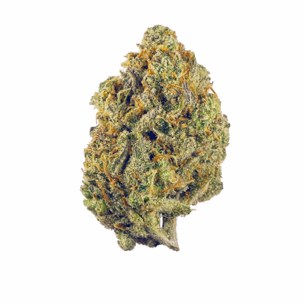 Baccara Strain