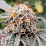 Acai Jelly Strain