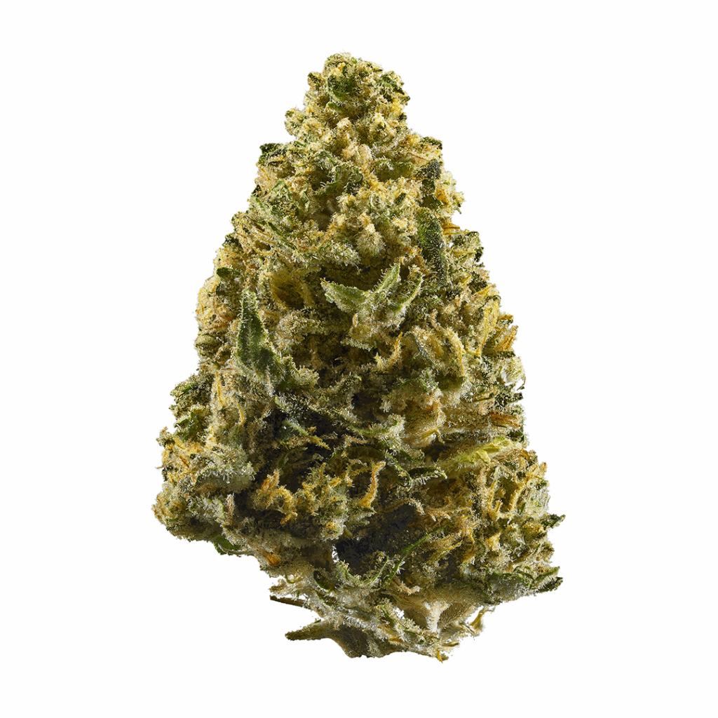 Blue Heron Strain