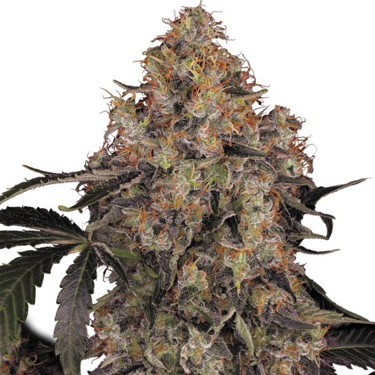 Blue Kush Berry Strain