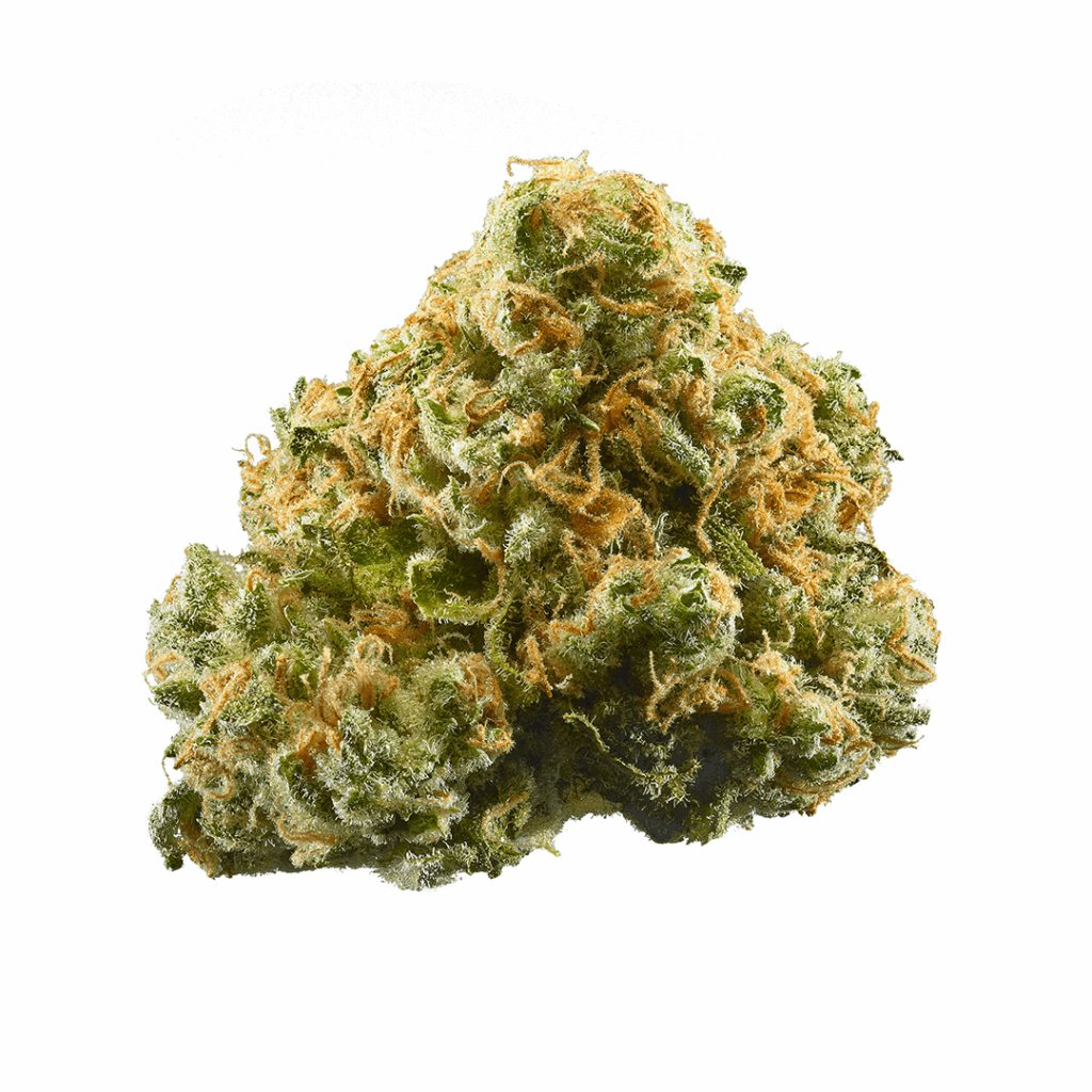 Blue Sharkz Strain