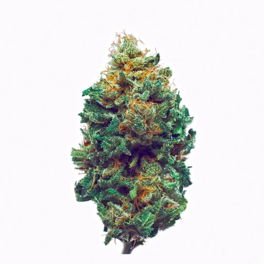 Avi-Dekel Strain