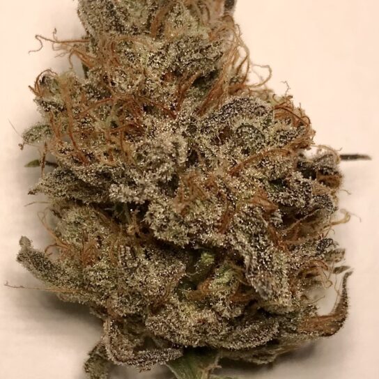 Atlantic Sunrise Strain